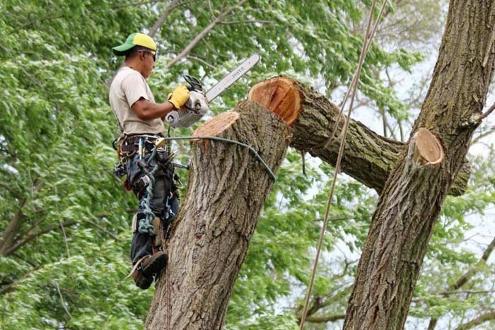 Tree Removal Permits: Regulations And Legal Considerations
